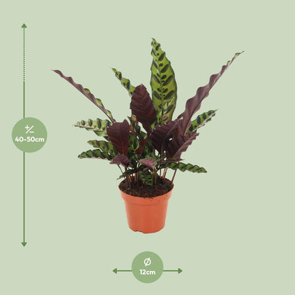 Calathea Insignis