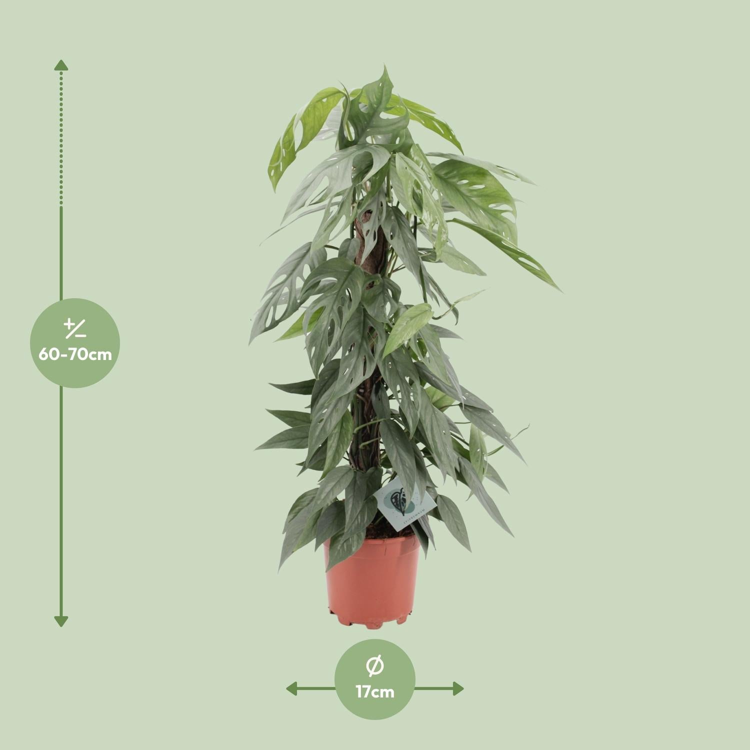 Epipremnum Pinnatum Cebu Blue M - 65cm