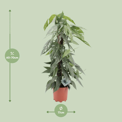Epipremnum Pinnatum Cebu Blue M - 65cm