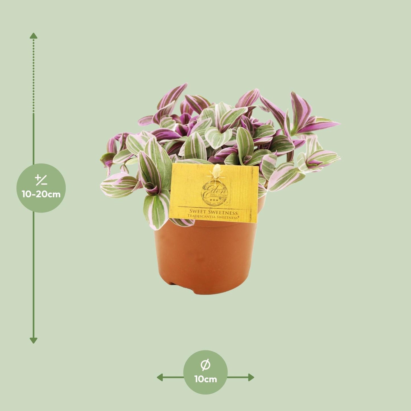 Tradescantia Sweetness
