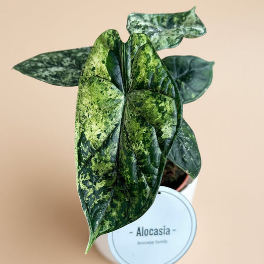 Alocasia Dragon Scale Variegata