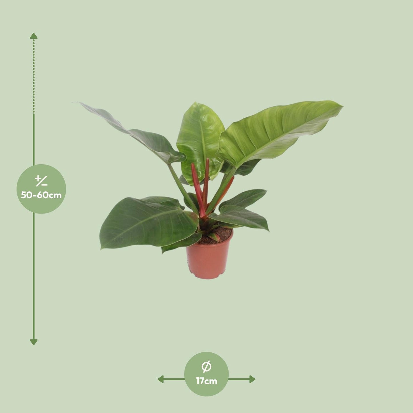 Philodendron Imperial Green
