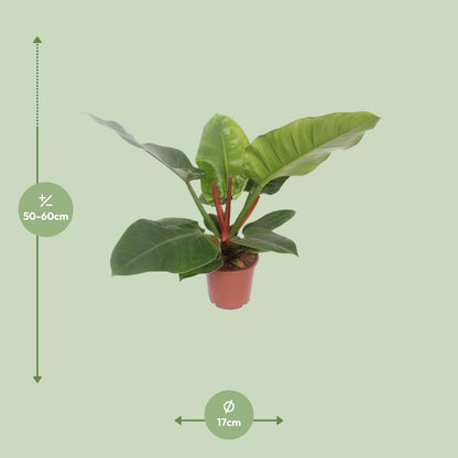 Philodendron Imperial Green