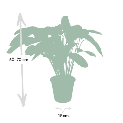 Calathea Flamestar
