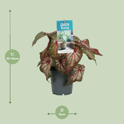 Caladium bicolor - Plante d'intérieur