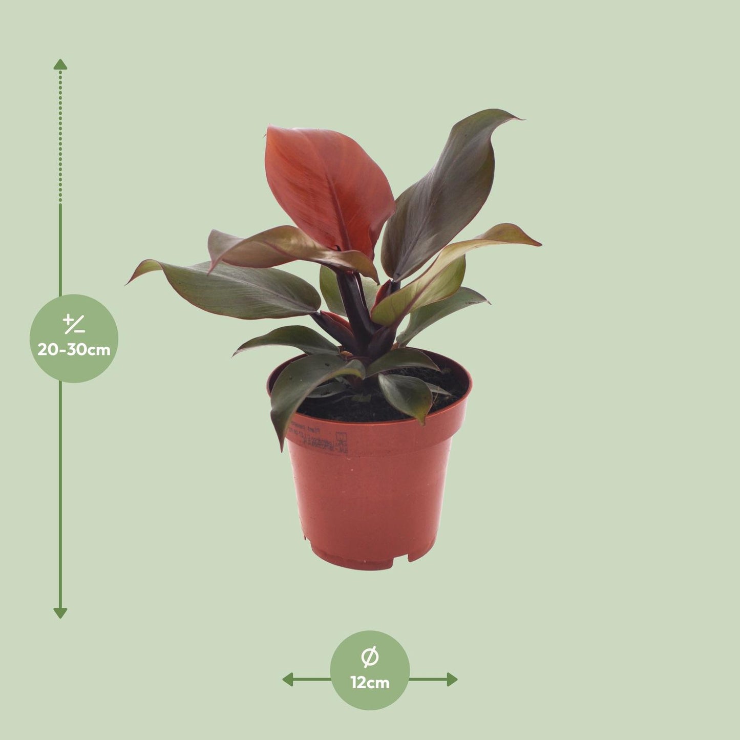Philodendron Imperial red