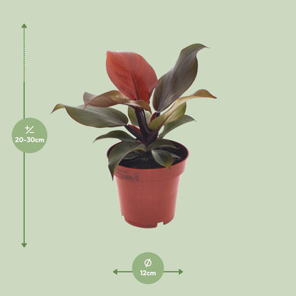 Philodendron Imperial red