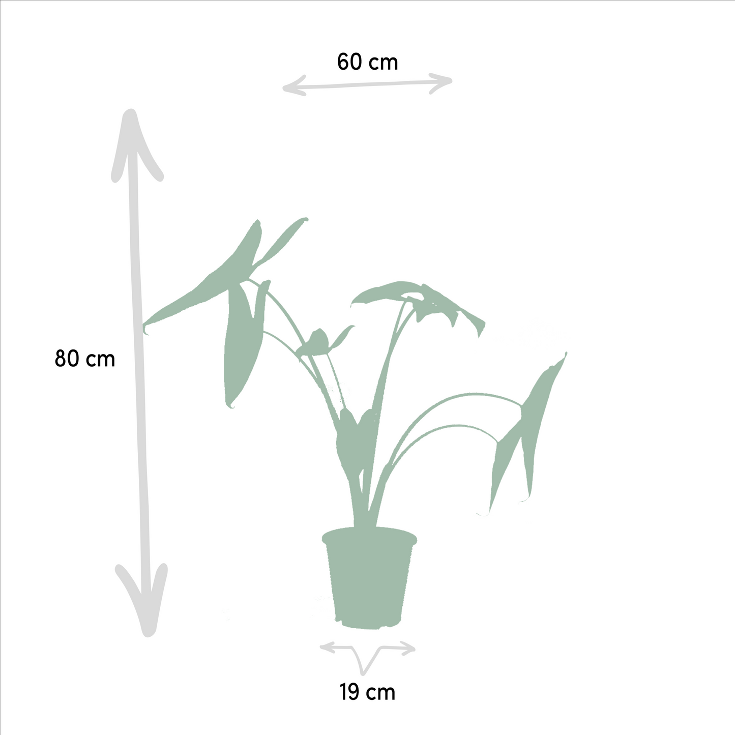 Duo Pack Alocasia Zebrina, Alocasia Lauterbachiana – 75cm