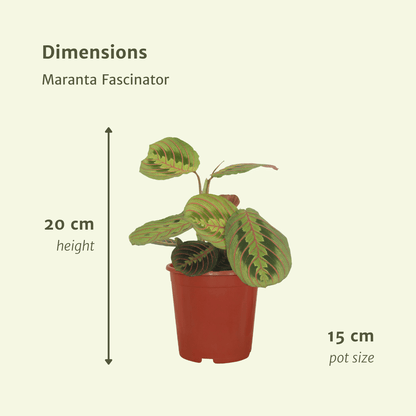 Maranta Fascinator