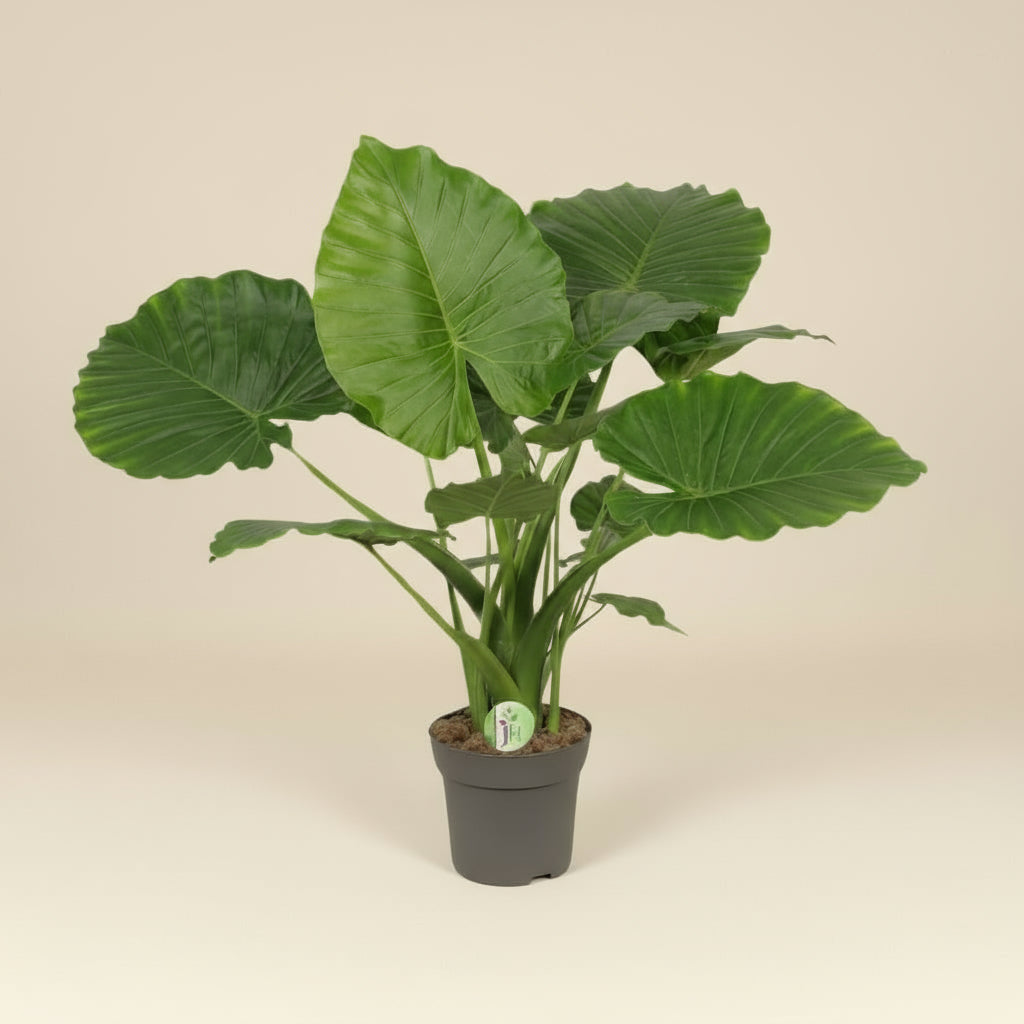 Alocasia Gageana