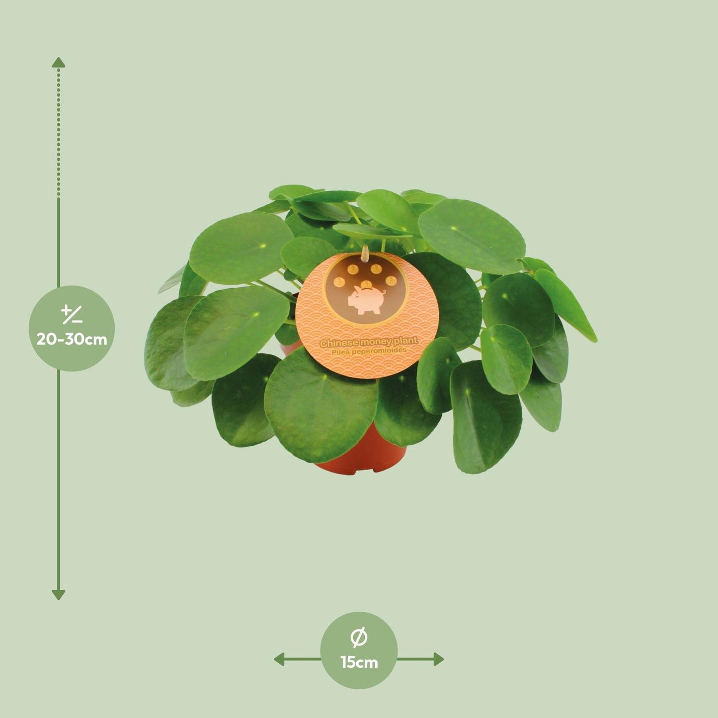 Pilea 