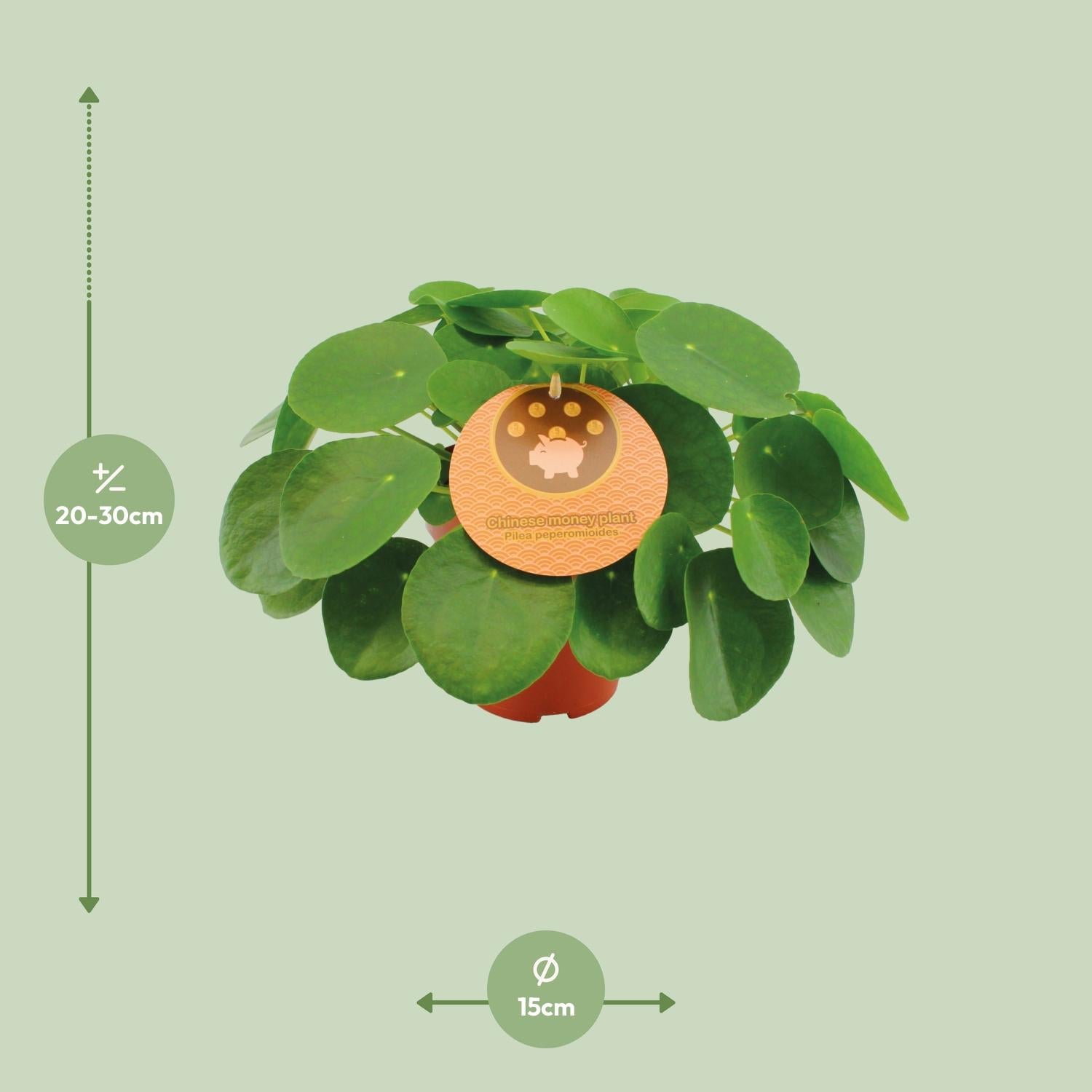 Pilea 