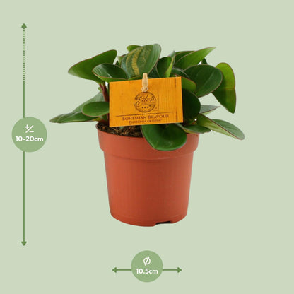 Peperomia Obtipan