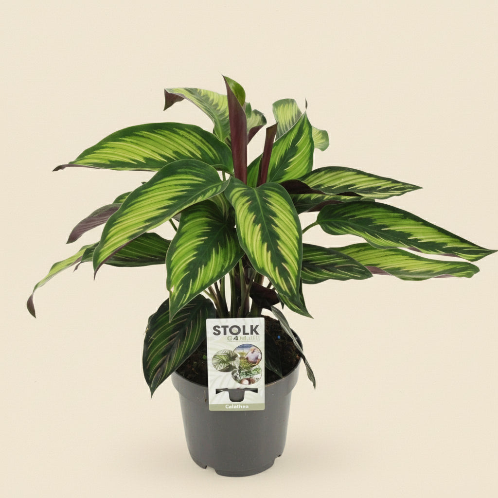 Calathea Majestica Princeps