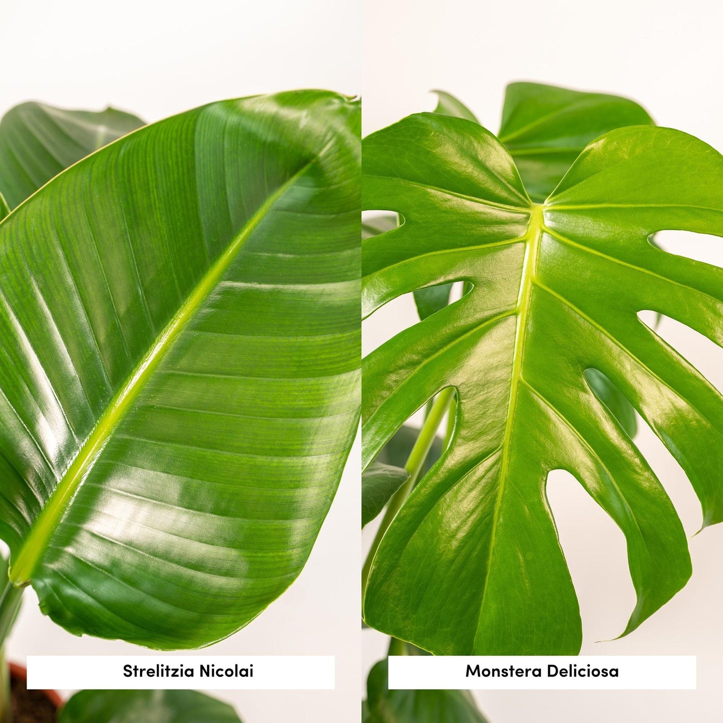 Lot Duo Strelitzia Nicolai + Monstera Deliciosa L