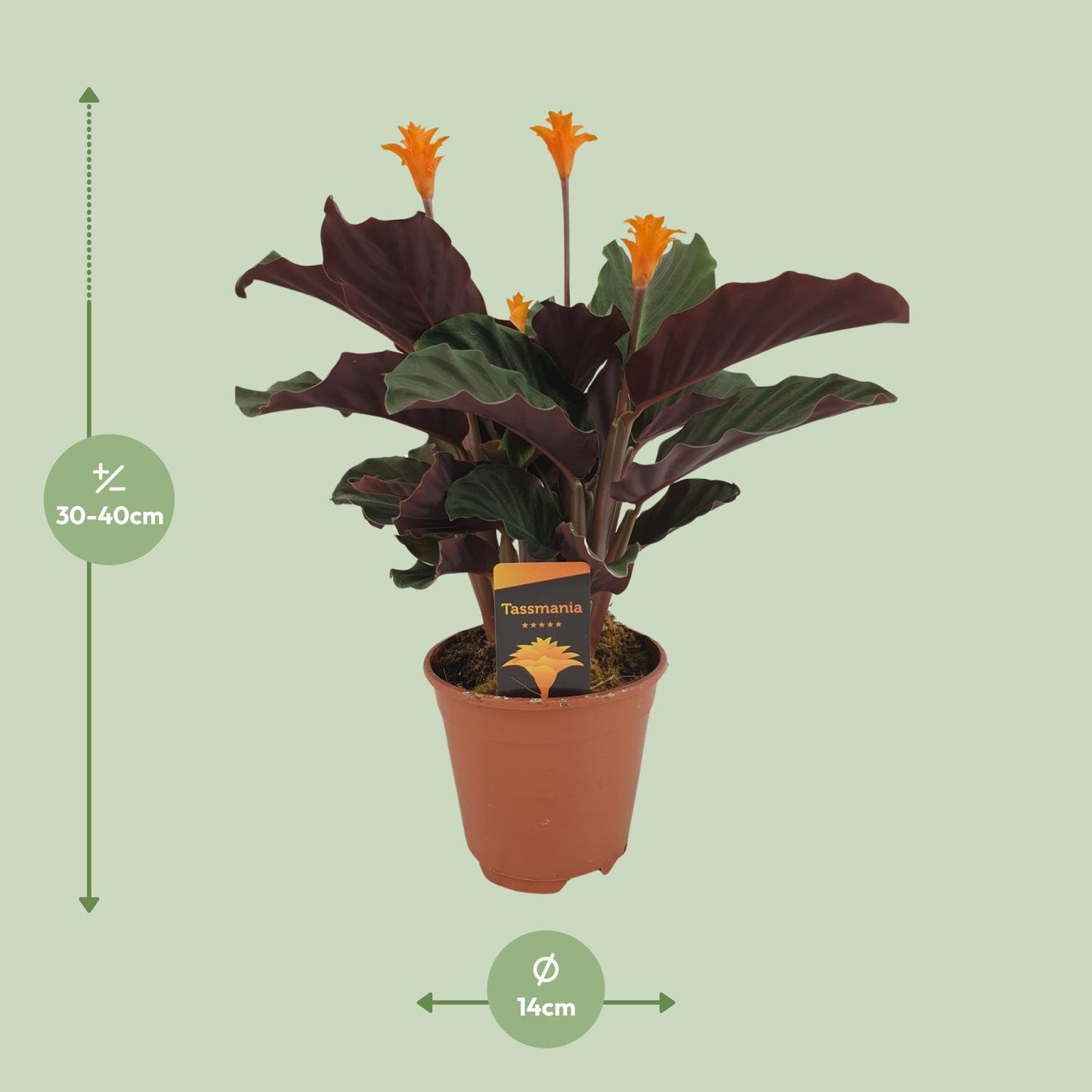 Calathea Crocata M - 40cm