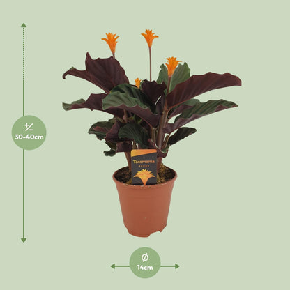 Calathea Crocata M - 40cm