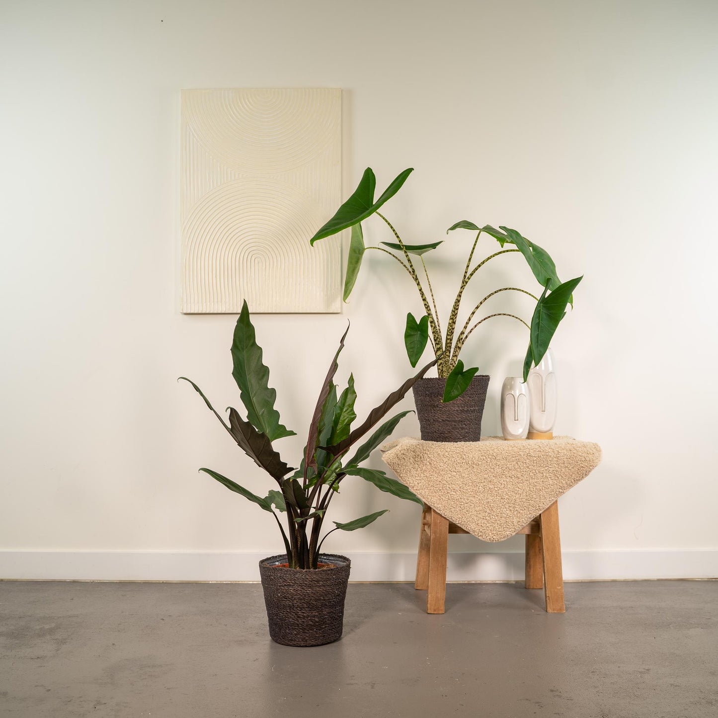 Alocasia 