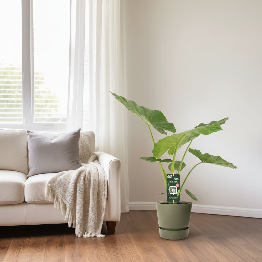 Alocasia Macrorrhiza