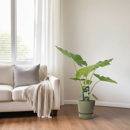 Alocasia Macrorrhiza