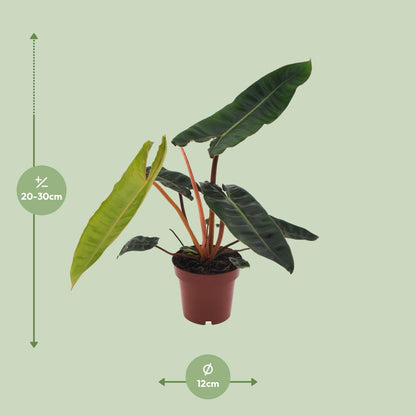 Philodendron Billietiae S - 25cm
