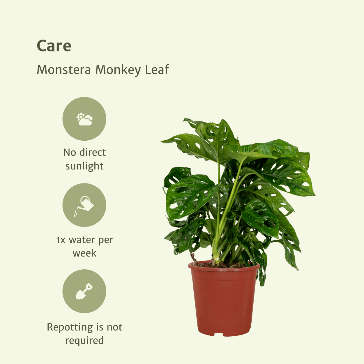 Monstera adansonii