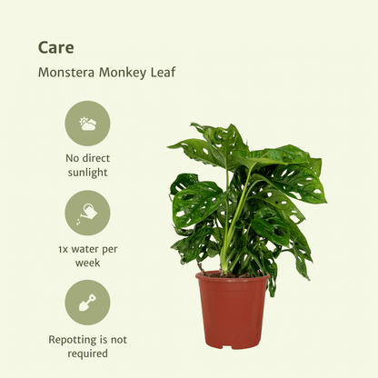 Monstera adansonii
