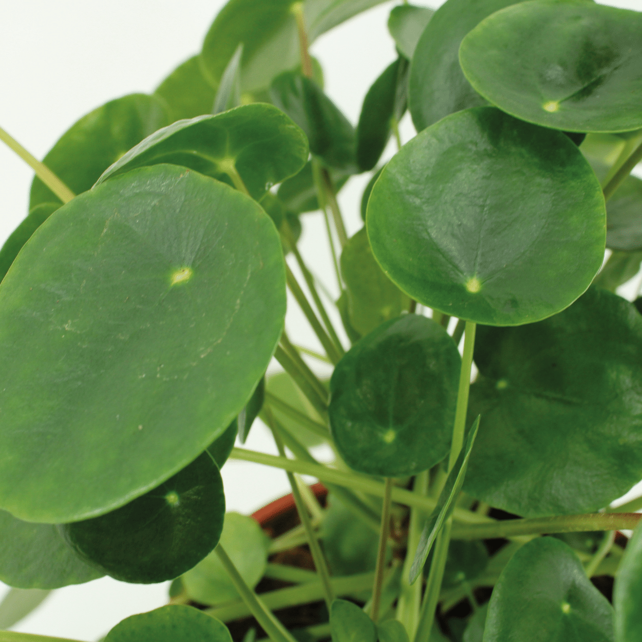 Lot 2x Pilea Peperomiodes