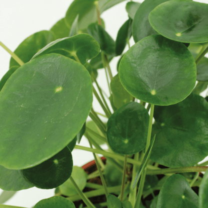 Lot 2x Pilea Peperomiodes