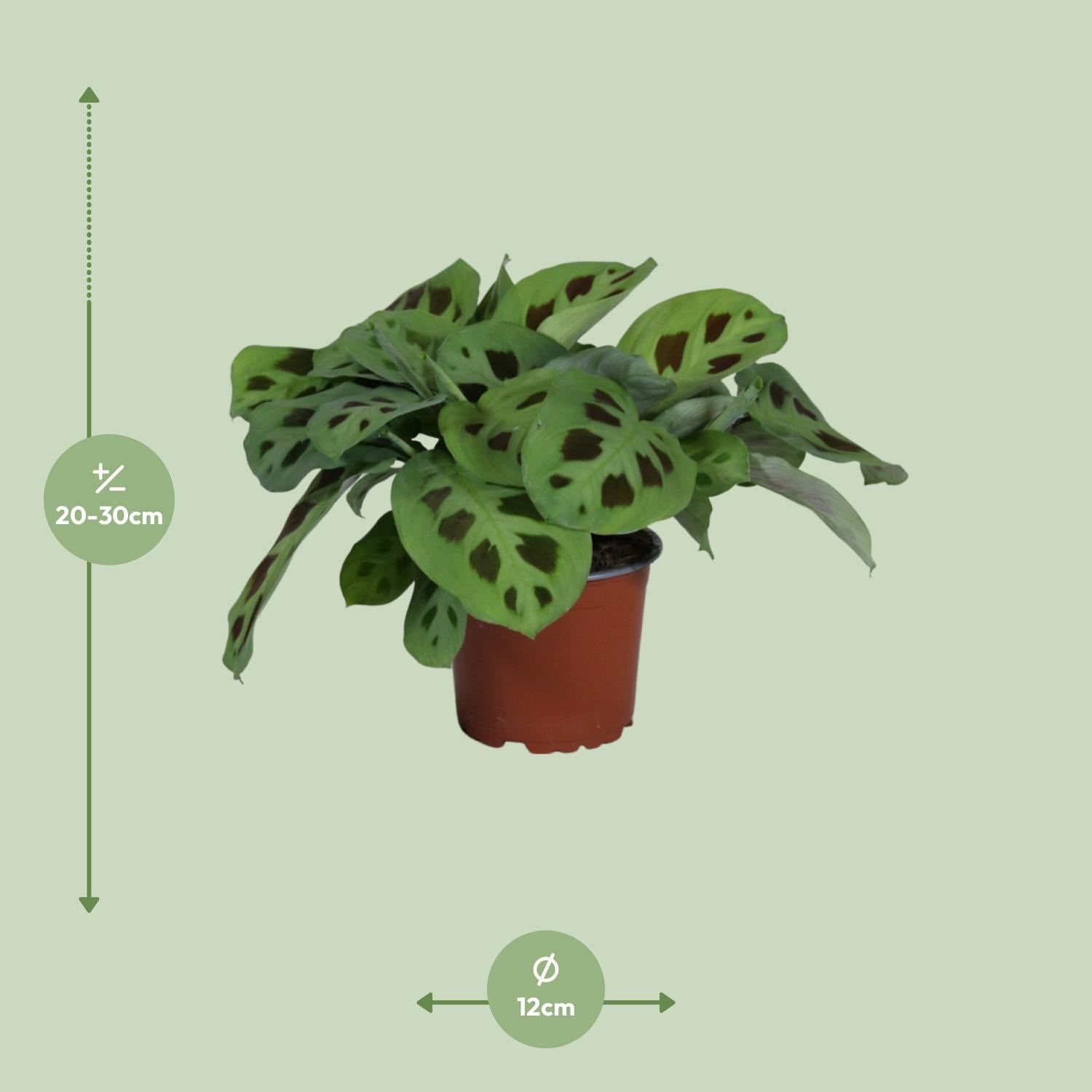 Maranta Leuconeura