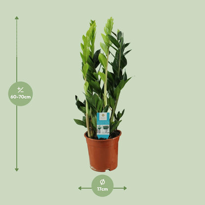 Zamioculcas M - 65cm