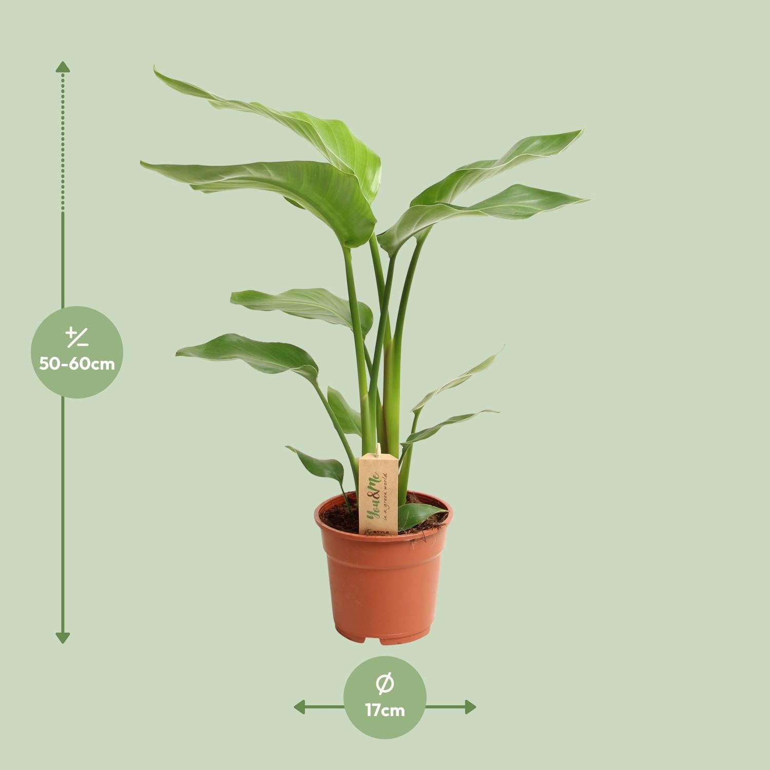 Strelitzia Nicolai