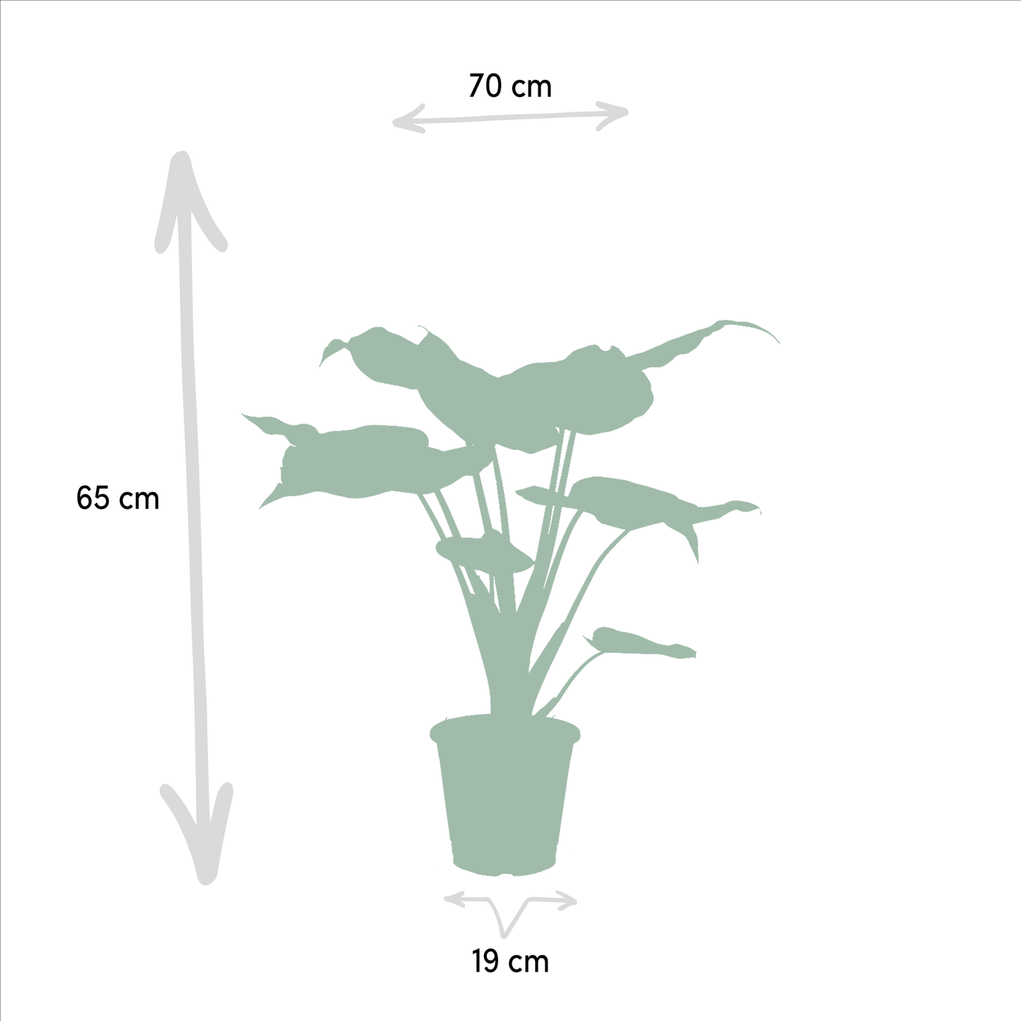 Lot 2x Alocasia