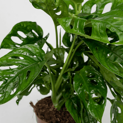 Monstera adansonii