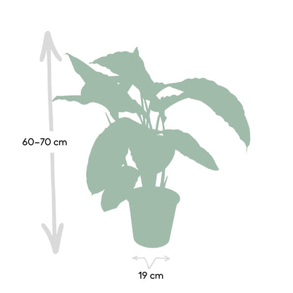 Calathea Warscewiczii