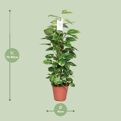 Epipremnum Pinnatum L  - 80cm