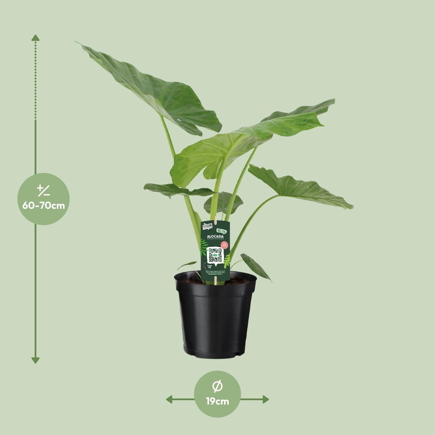 Alocasia Macrorrhiza