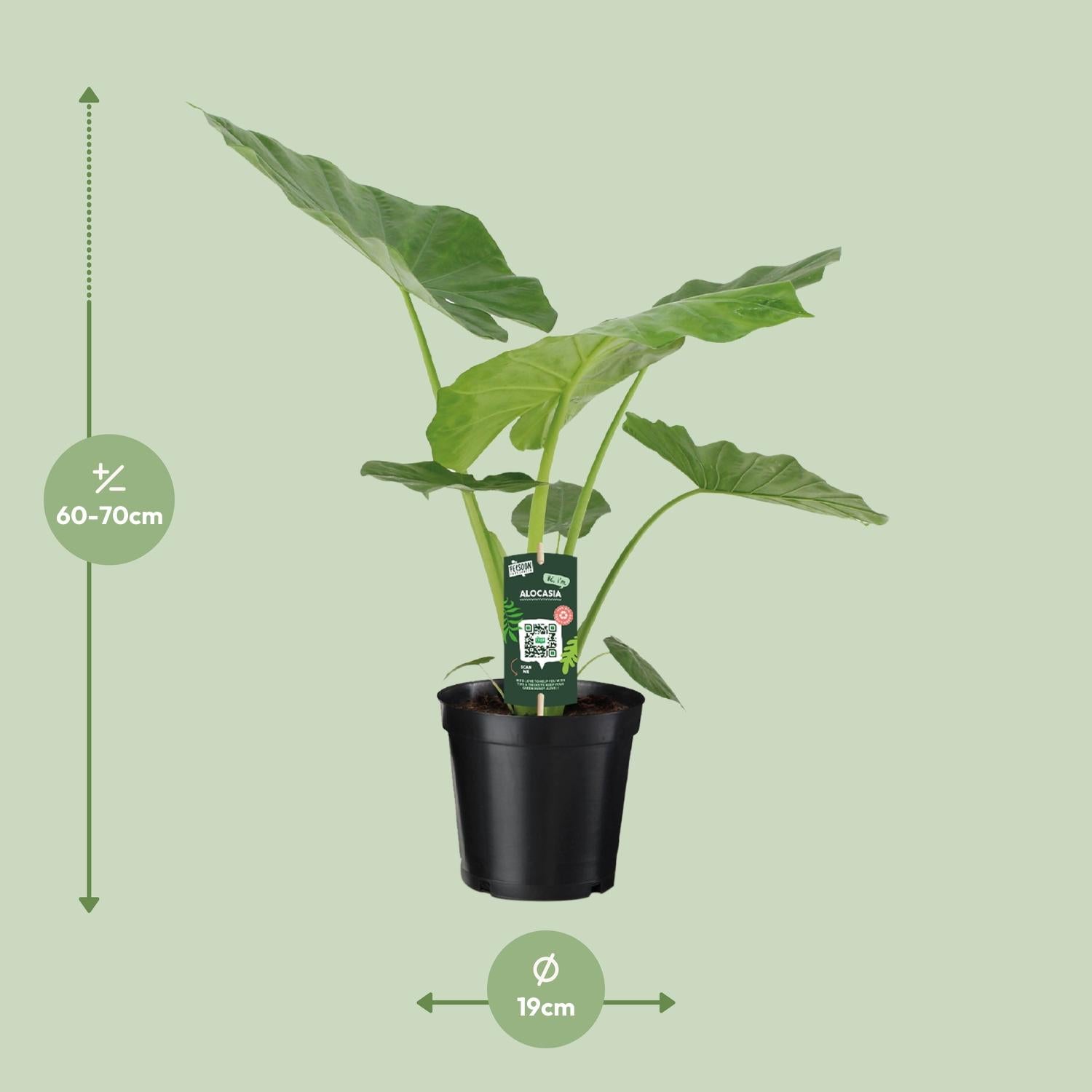 Alocasia Macrorrhiza