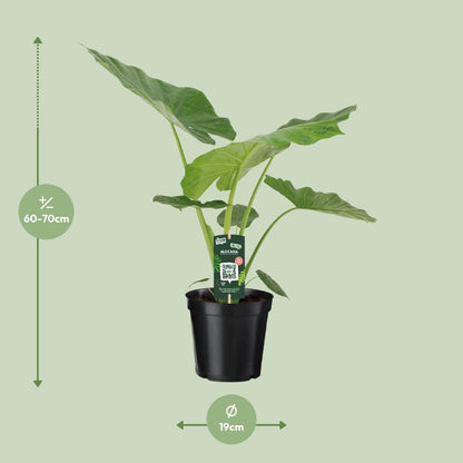 Alocasia Macrorrhiza