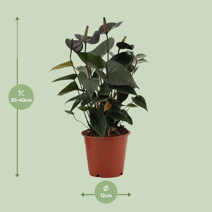 Anthurium Black Love