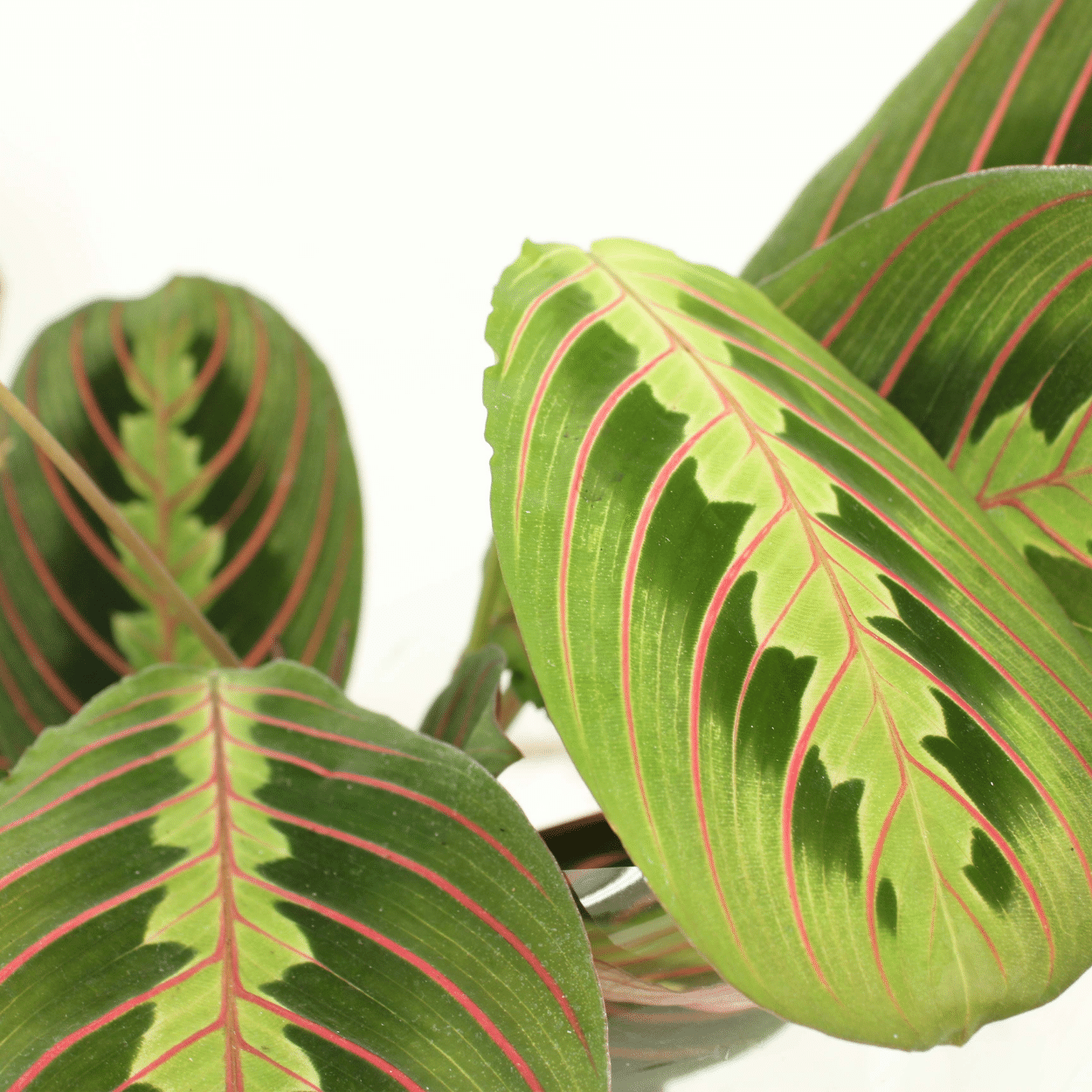Maranta Fascinator