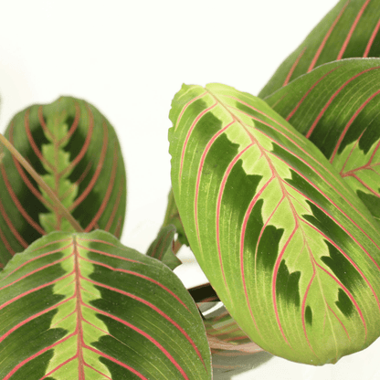 Maranta Fascinator