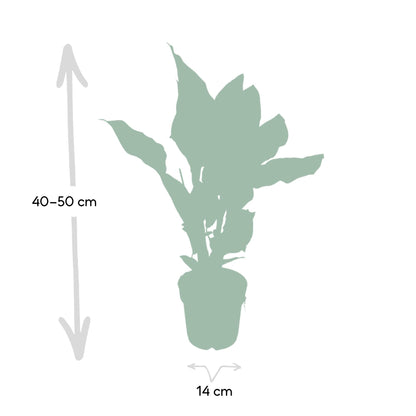 Calathea Ornata M - 50cm
