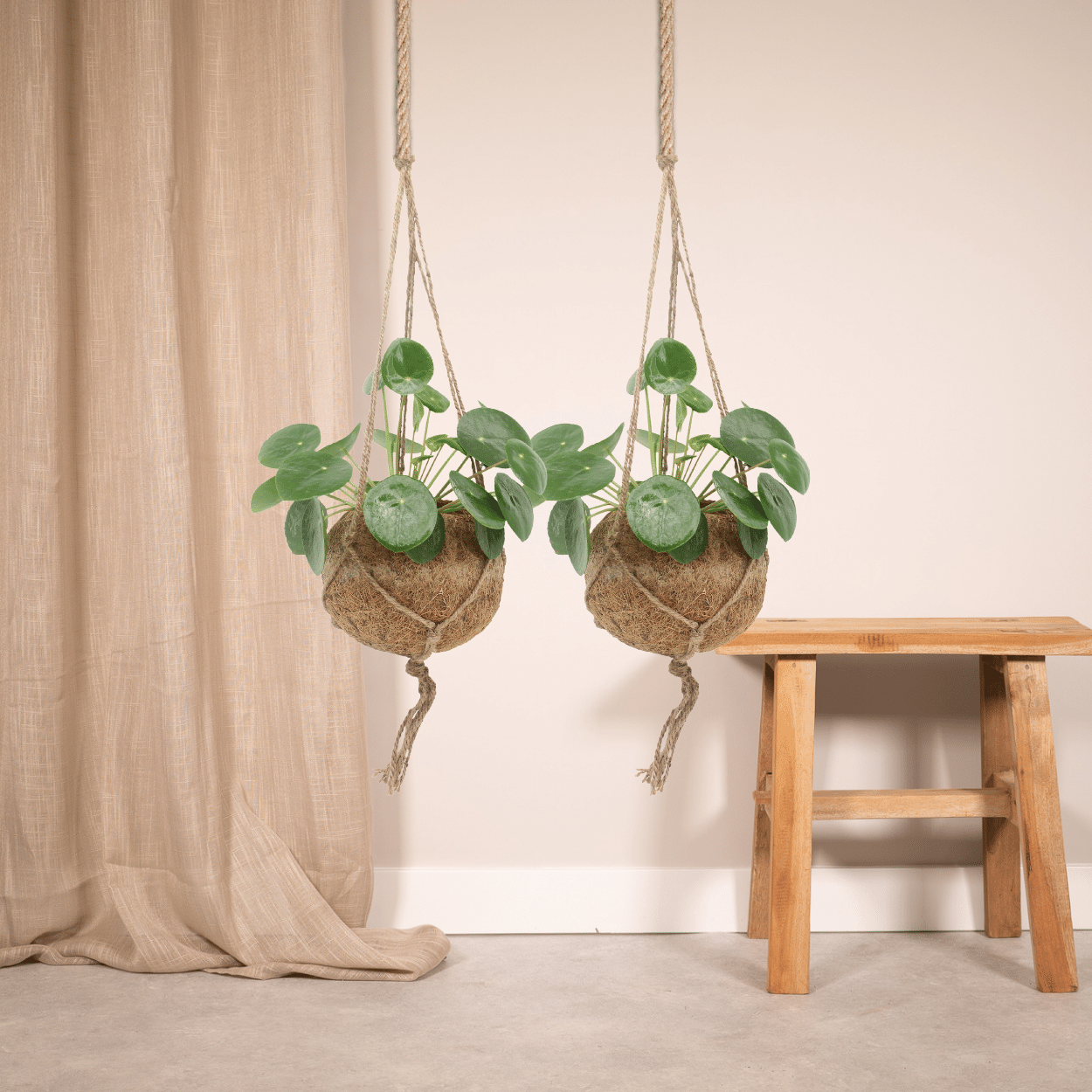 Lot 2x Pilea Peperomiodes