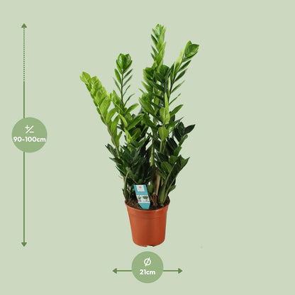 Zamioculcas M - 75cm