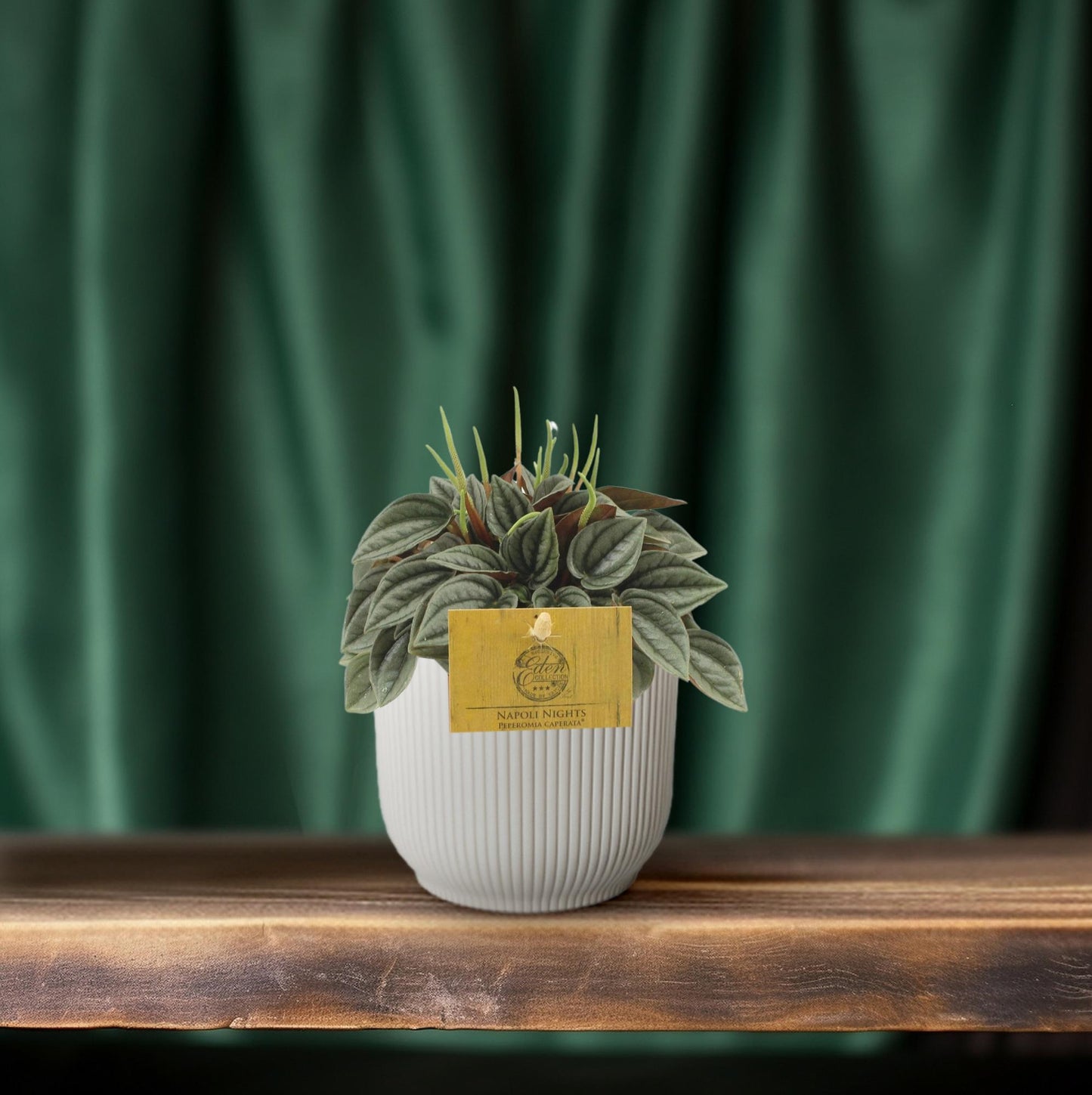 Peperomia Napoli