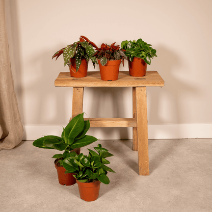 Box surprise 5 plantes