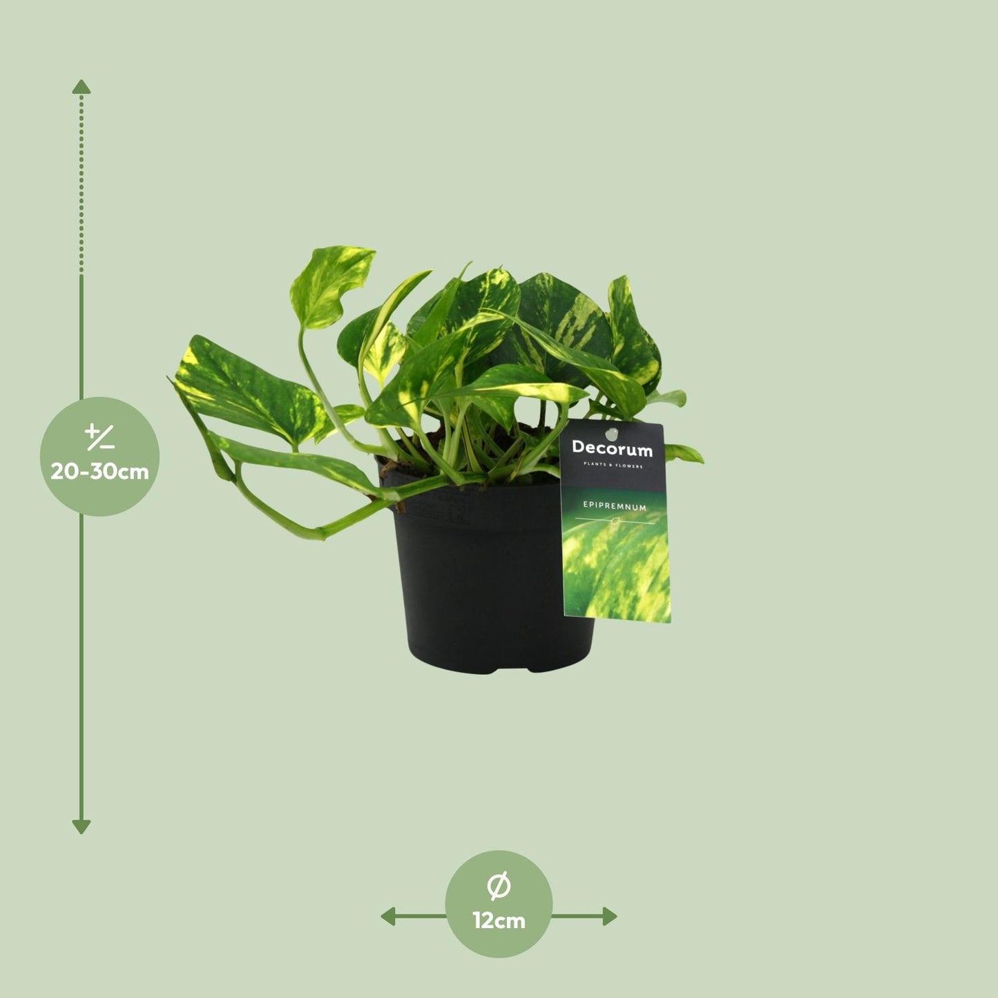 Epipremnum aureum N'joy Gold
