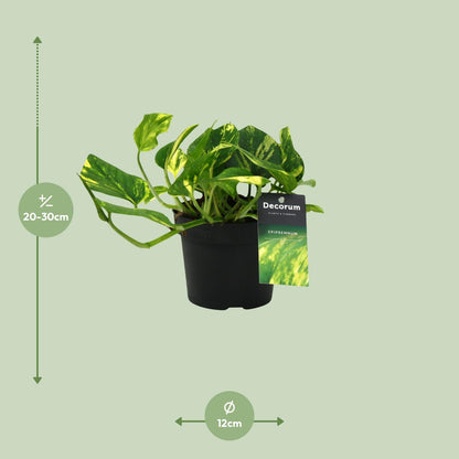 Epipremnum aureum N'joy Gold