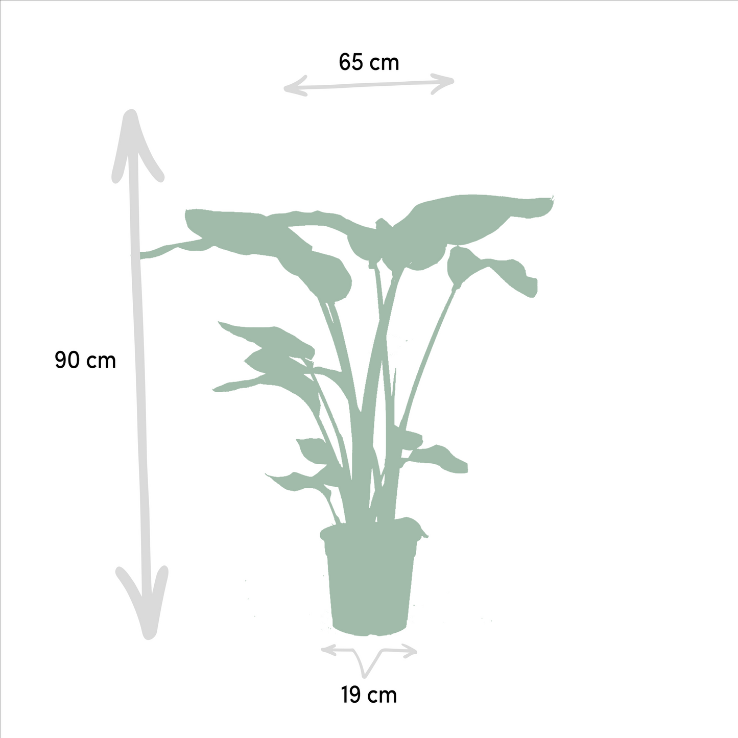  Duo  Strelitzia Nicolai